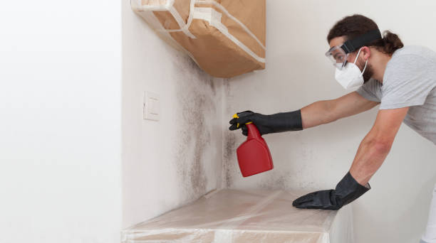 Basement Mold Remediation treatment on basement walls in Dover
